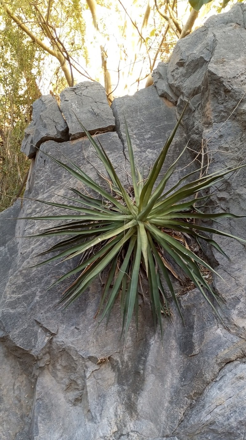 Agave ocahui photo 5