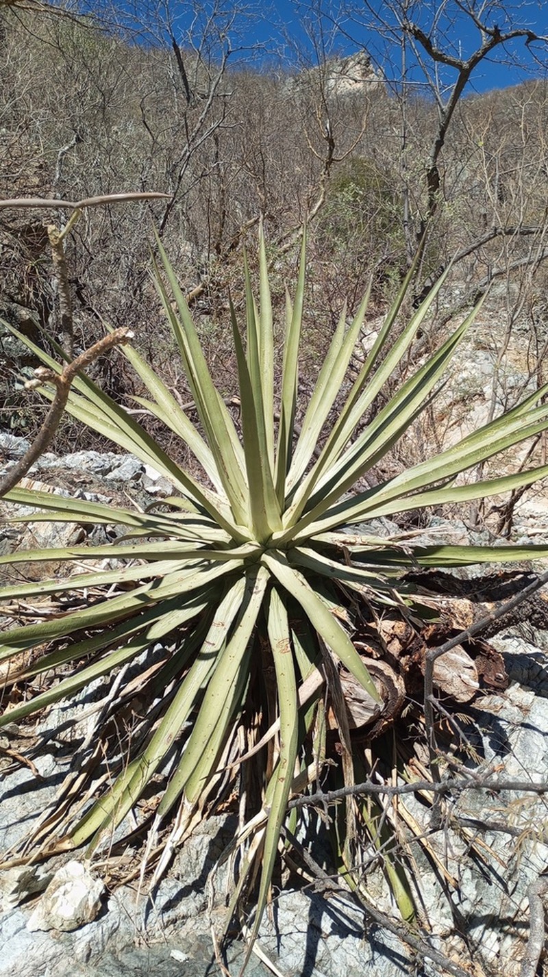 Agave ocahui photo 6