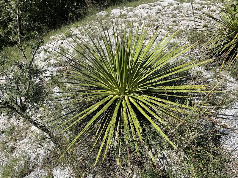 Agave ocahui photo 7
