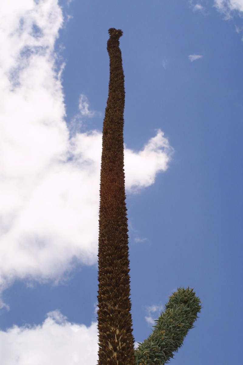 Agave ocahui photo 8
