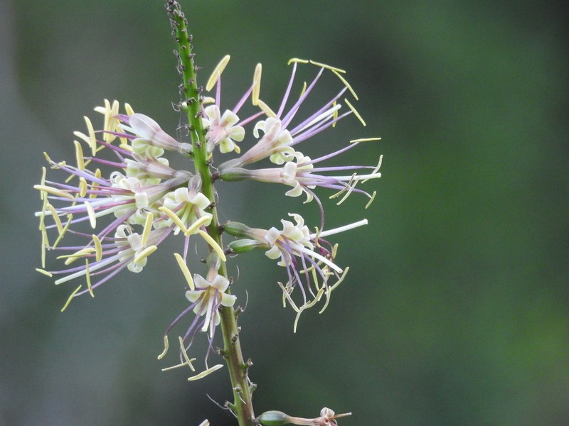 Agave ornithobroma