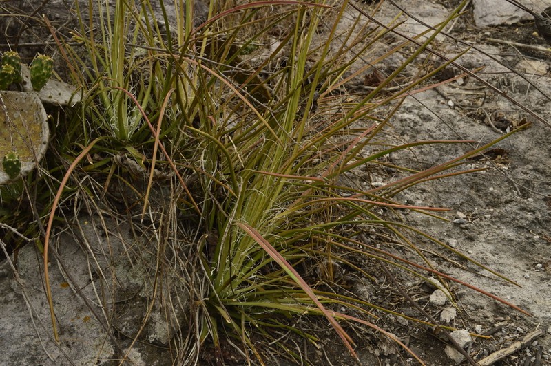 Agave ornithobroma photo 2