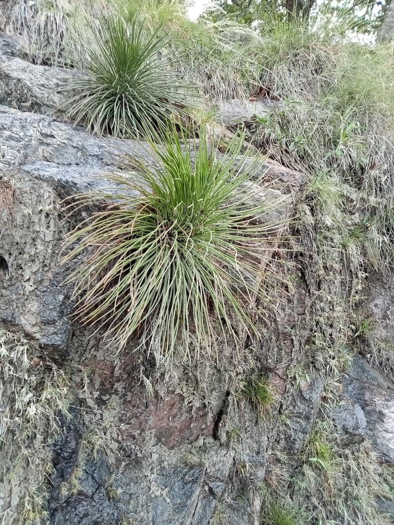 Agave ornithobroma photo 3