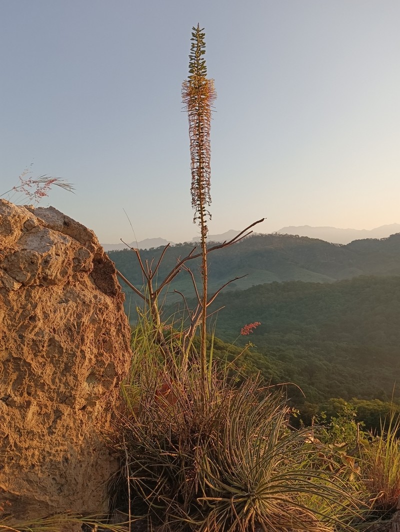 Agave ornithobroma photo 4