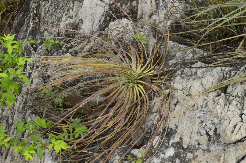 Agave ornithobroma photo 5