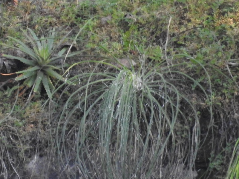 Agave ornithobroma photo 6