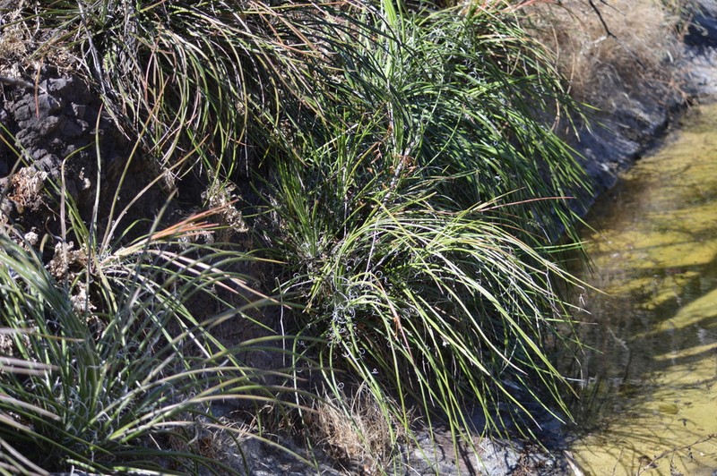 Agave ornithobroma photo 7