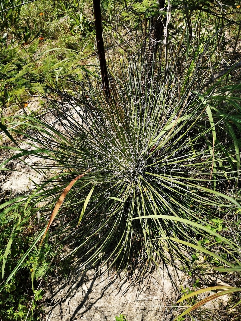 Agave ornithobroma photo 8