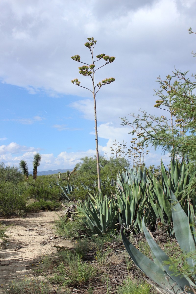 Agave oroensis