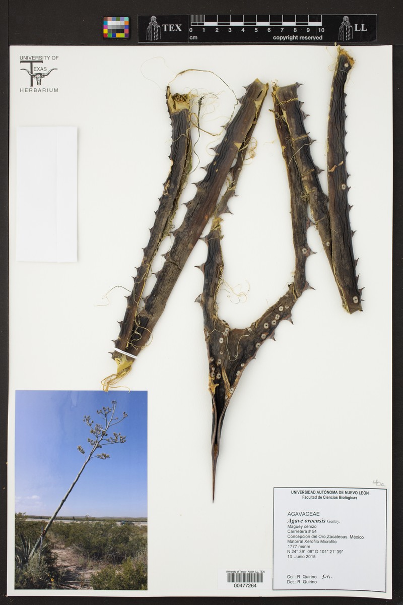 Agave oroensis photo 2