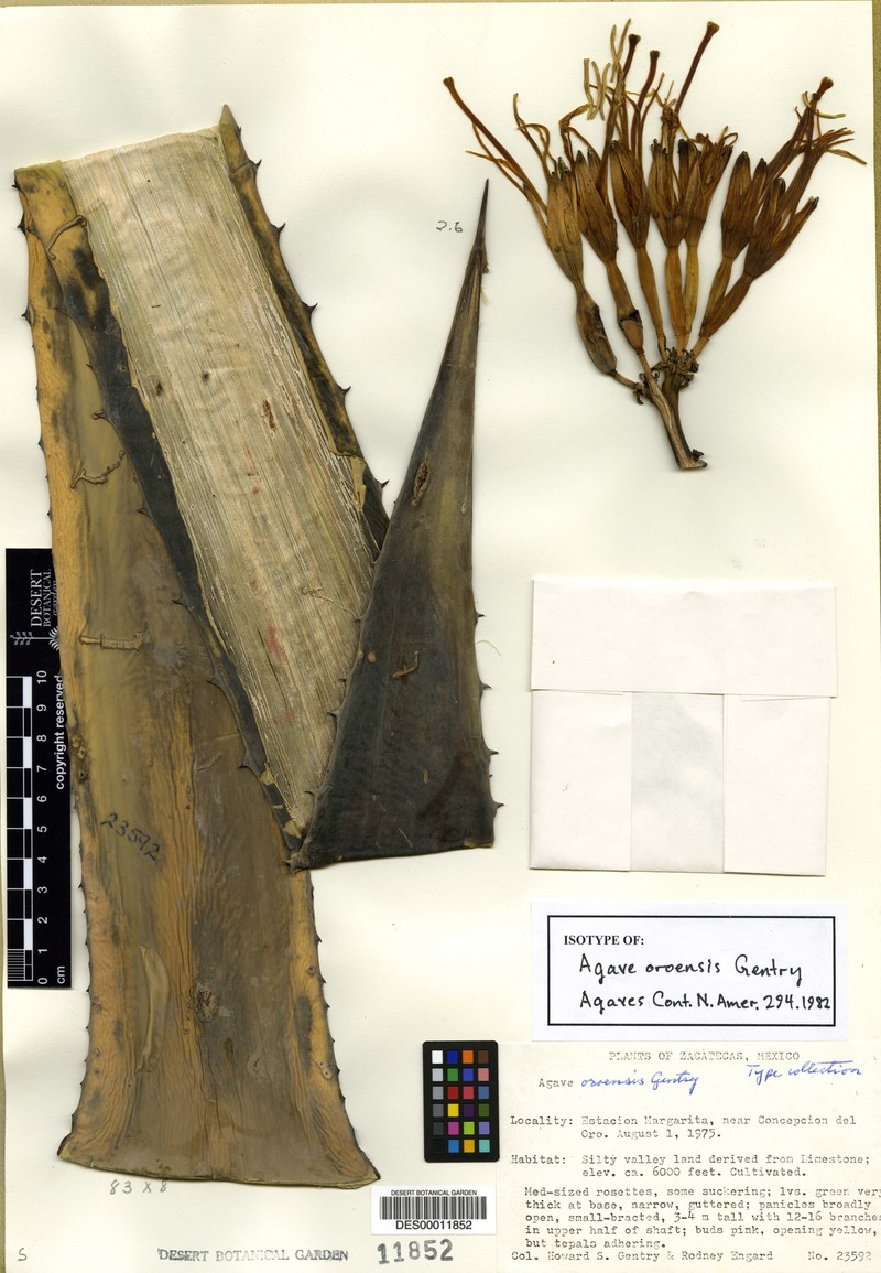 Agave oroensis photo 3