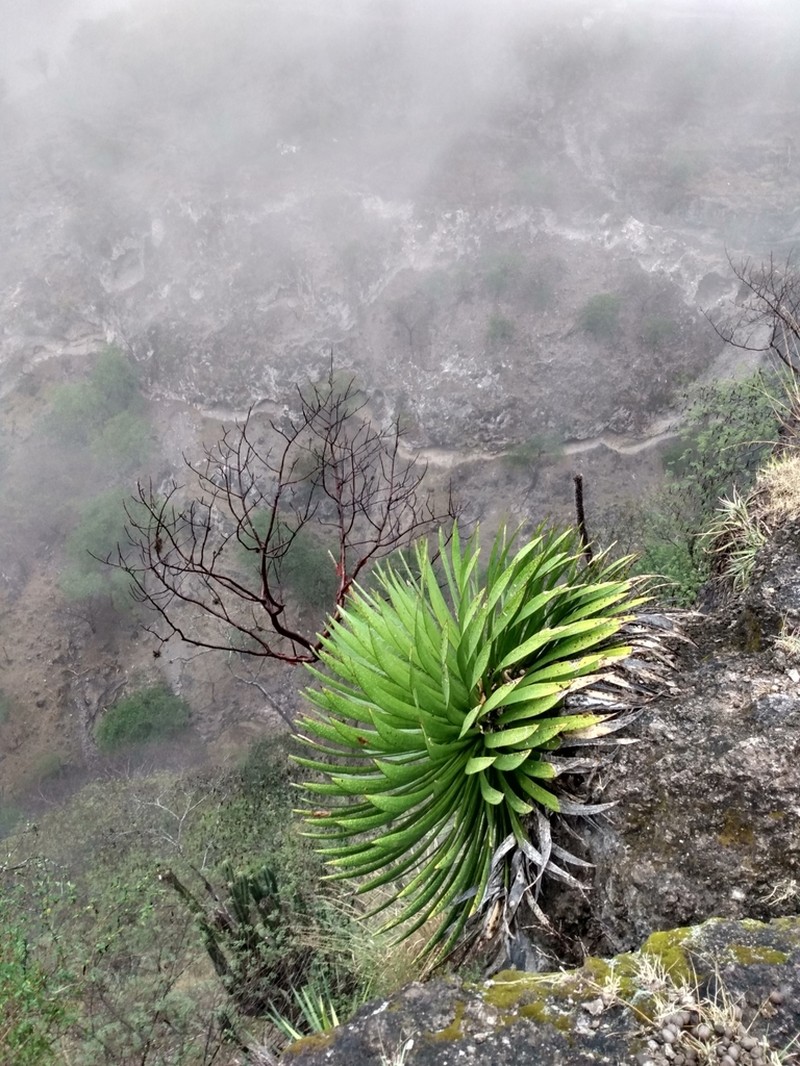 Agave ortgiesiana photo 3