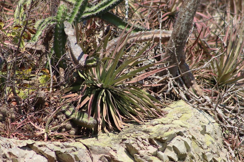Agave ortgiesiana photo 4