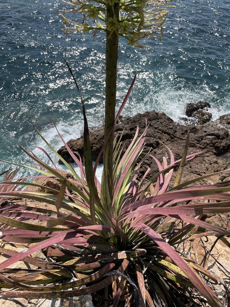 Agave ortgiesiana photo 5