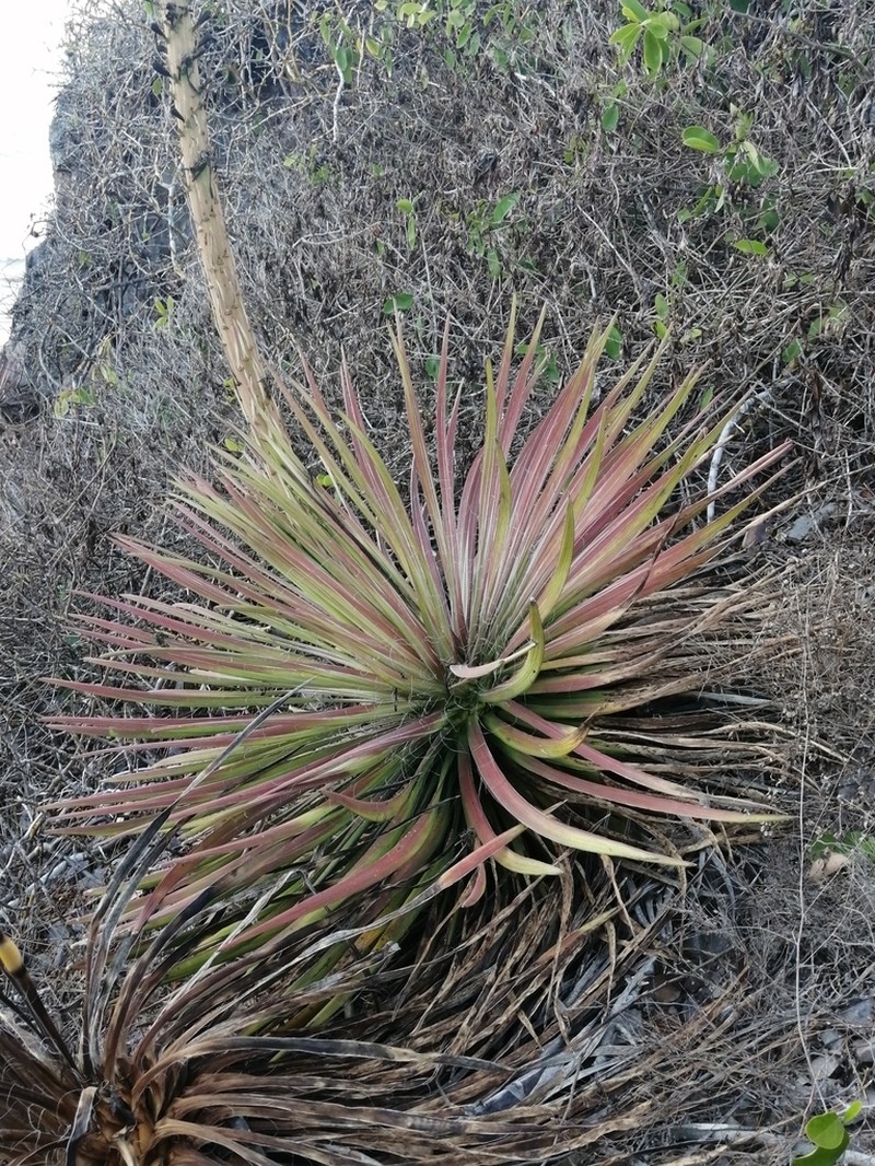 Agave ortgiesiana photo 6