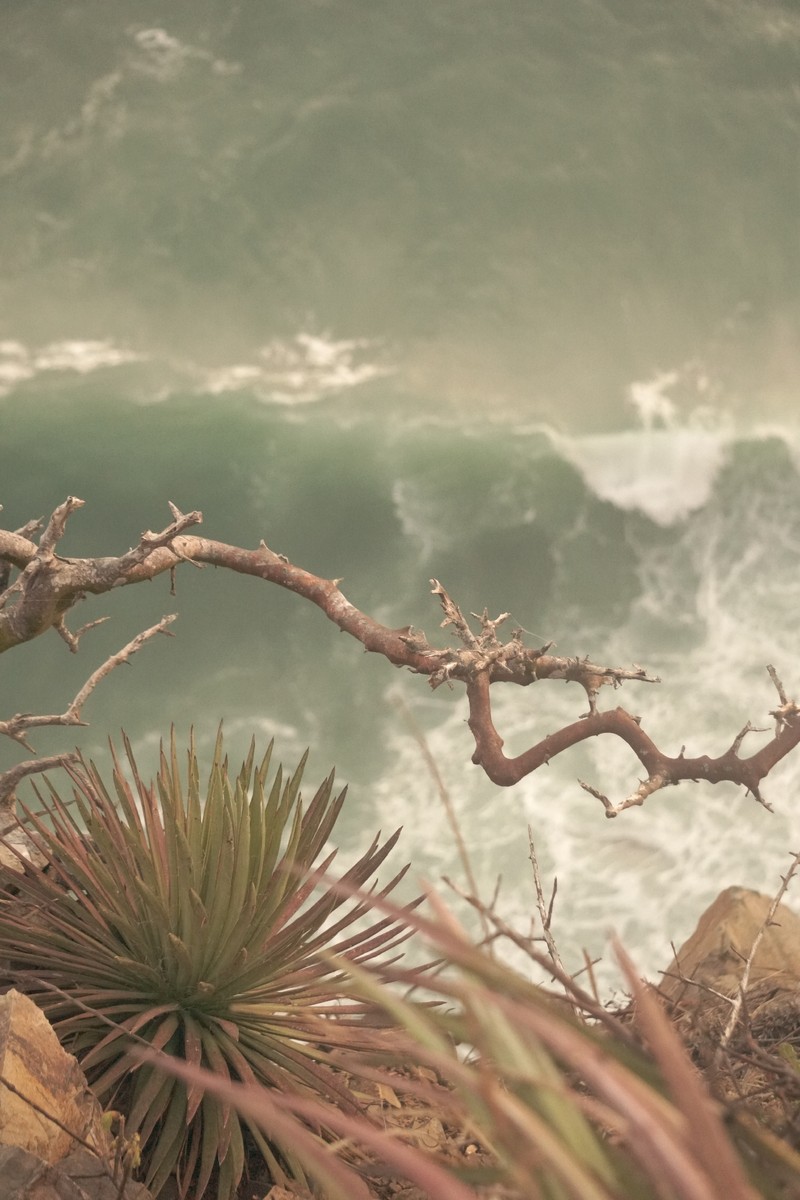 Agave ortgiesiana photo 7