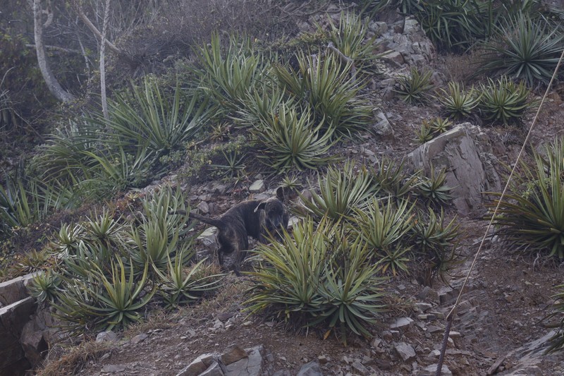 Agave ortgiesiana photo 8