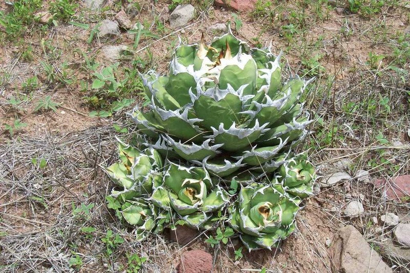 Agave oteroi
