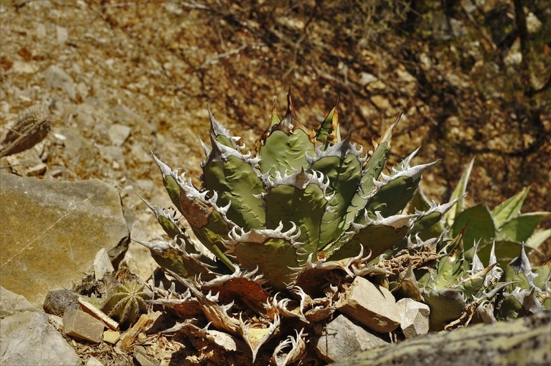 Agave oteroi photo 2
