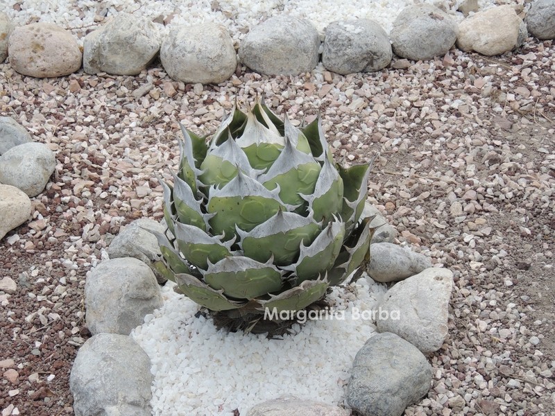 Agave oteroi photo 3