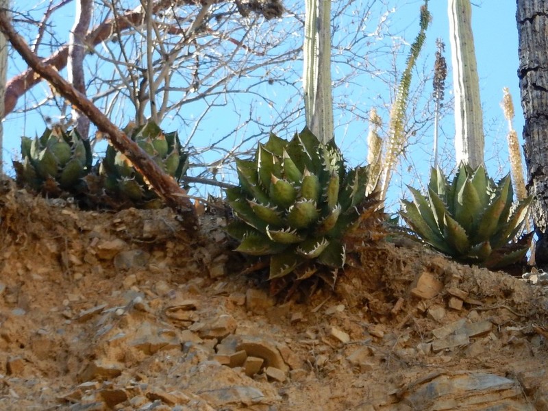 Agave oteroi photo 4
