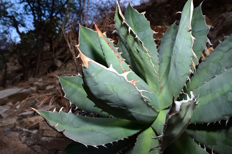 Agave oteroi photo 5