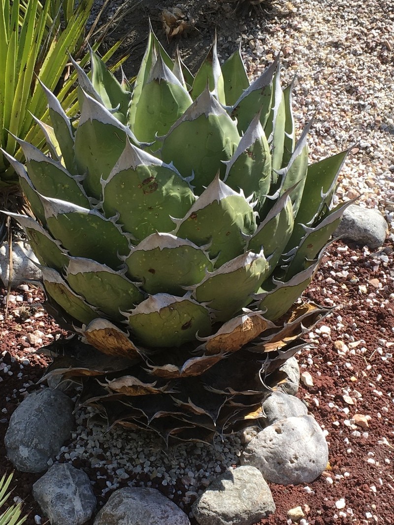 Agave oteroi photo 6
