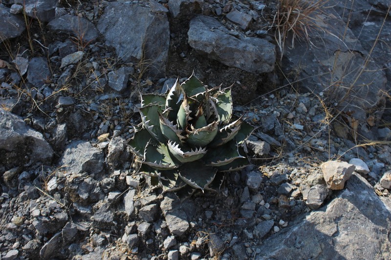 Agave oteroi photo 7