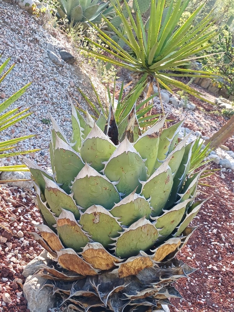 Agave oteroi photo 8