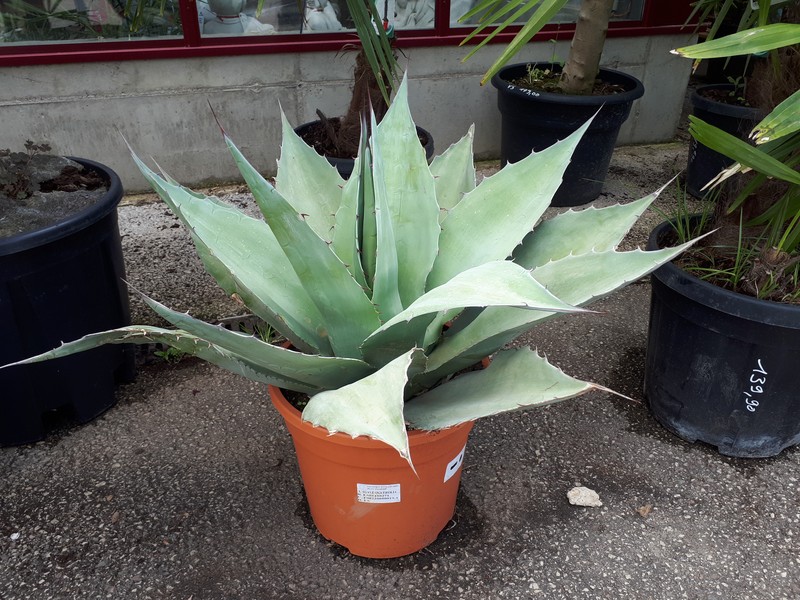 Agave ovatifolia