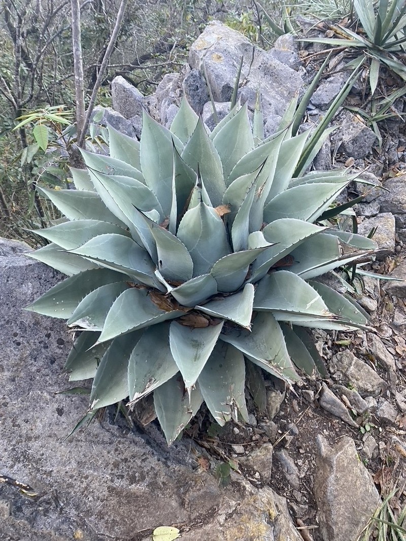 Agave ovatifolia photo 2