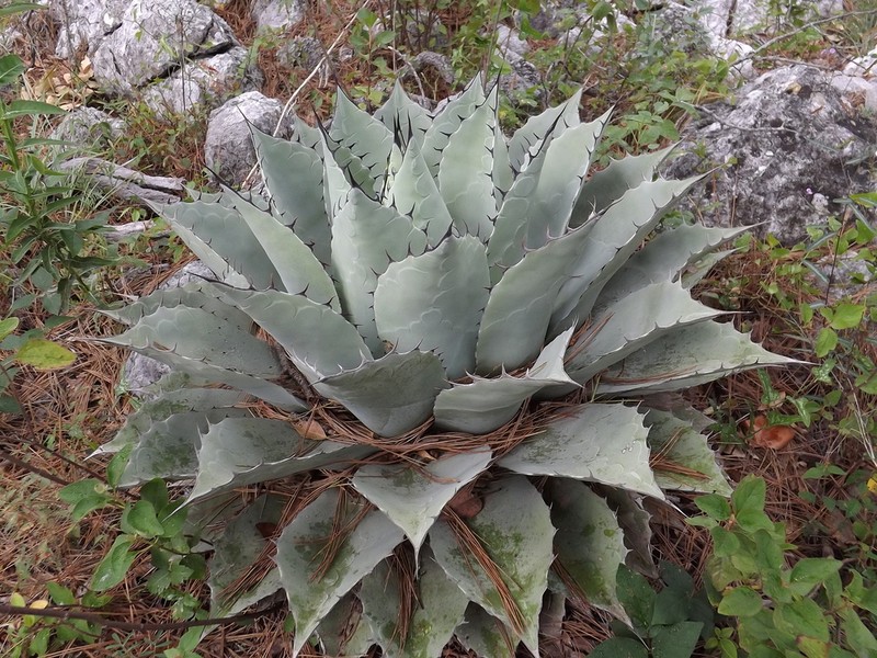 Agave ovatifolia photo 3