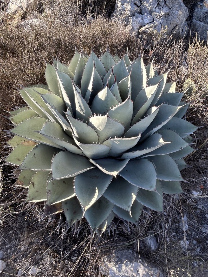 Agave ovatifolia photo 4
