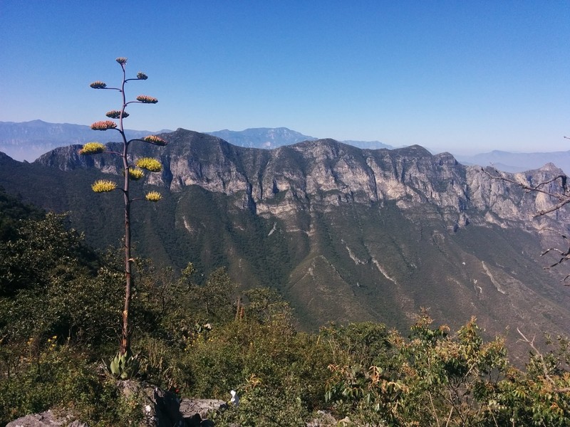 Agave ovatifolia photo 5