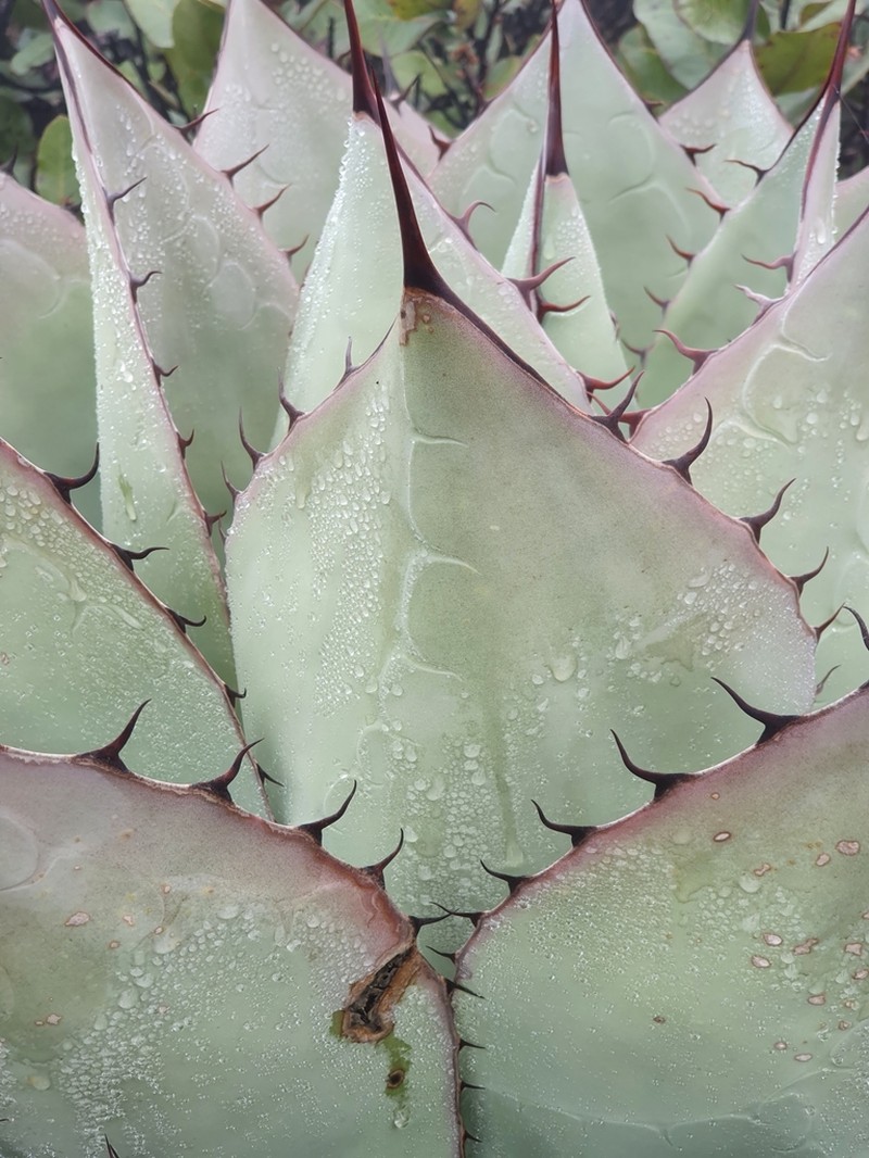 Agave ovatifolia photo 6