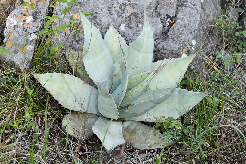 Agave ovatifolia photo 7