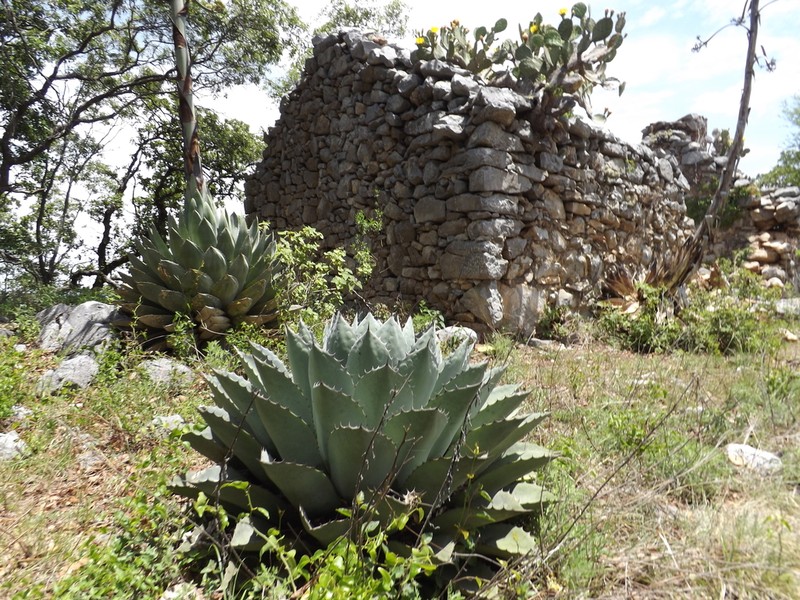 Agave ovatifolia photo 8