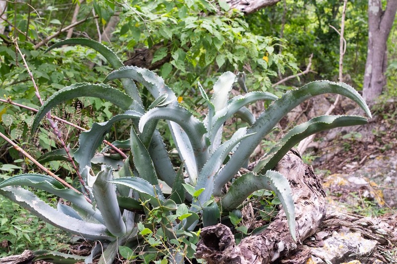 Agave pablocarrilloi photo 2