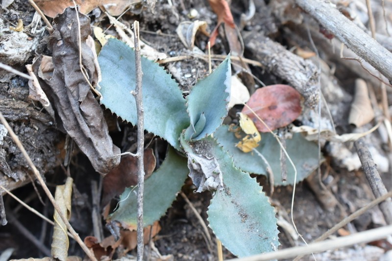 Agave pablocarrilloi photo 3