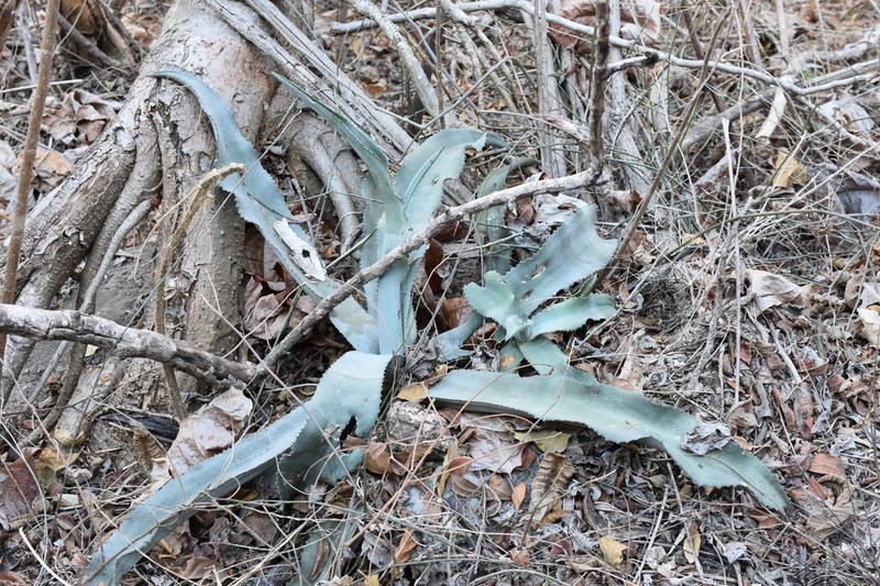 Agave pablocarrilloi photo 4