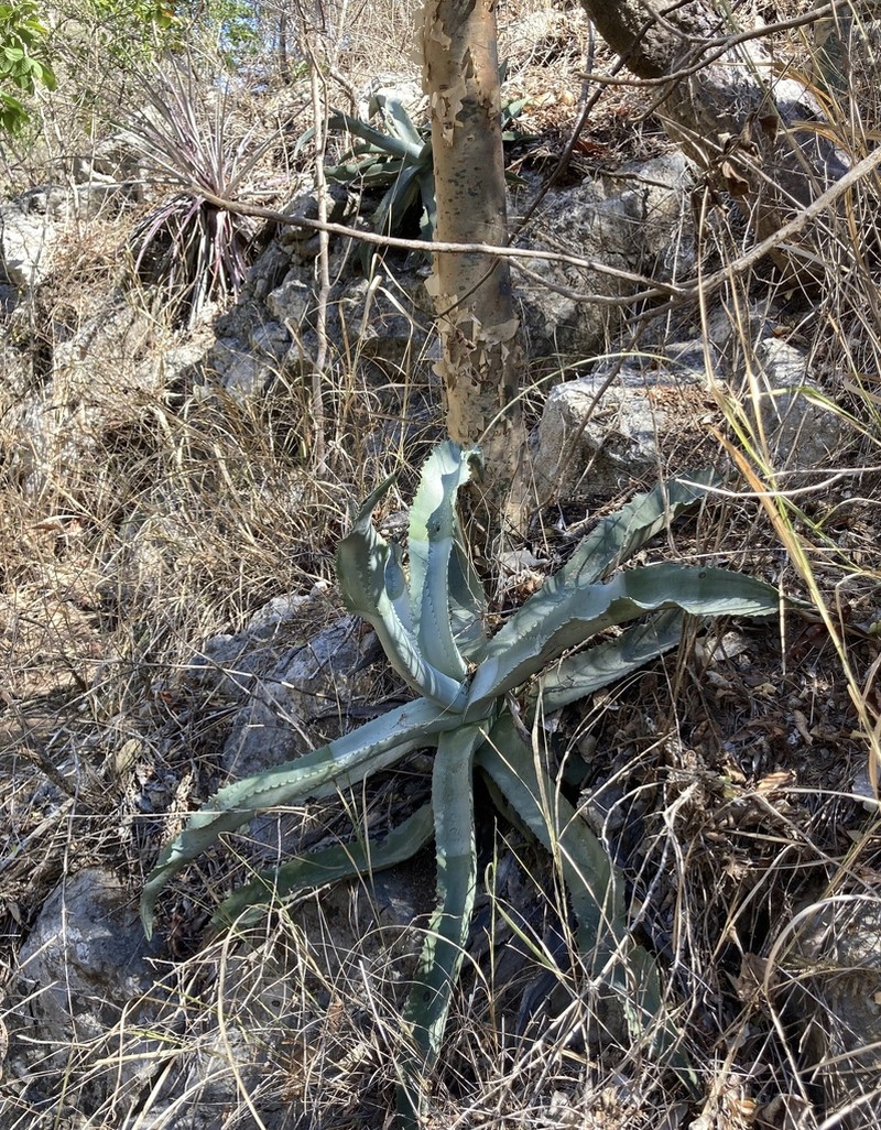 Agave pablocarrilloi photo 5