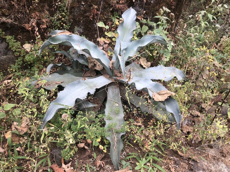 Agave pablocarrilloi photo 6