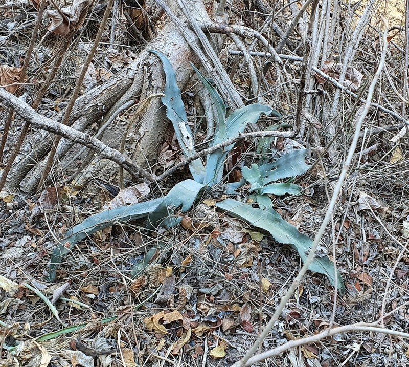Agave pablocarrilloi photo 7