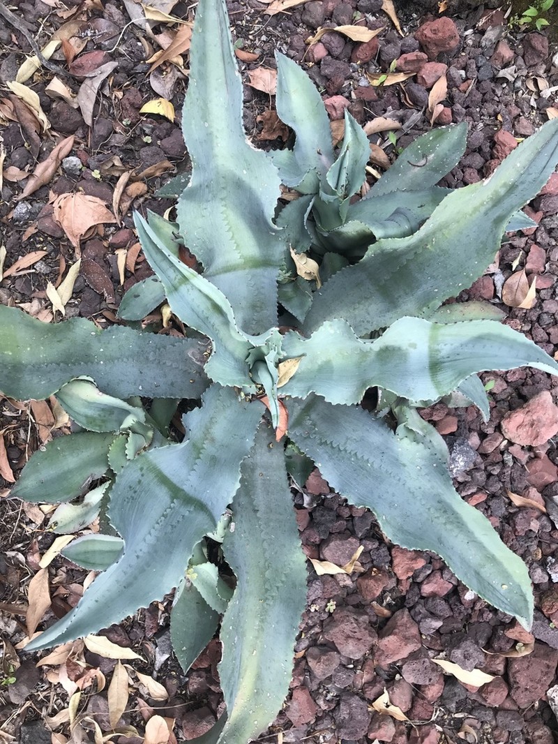 Agave pablocarrilloi photo 8