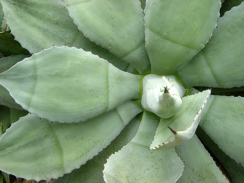 Agave pachycentra