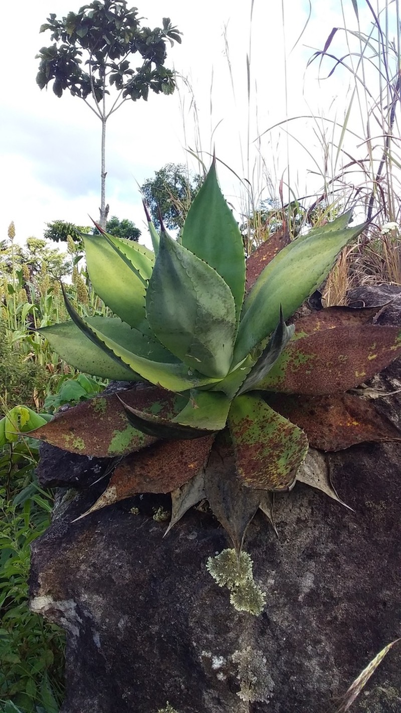 Agave pachycentra photo 2