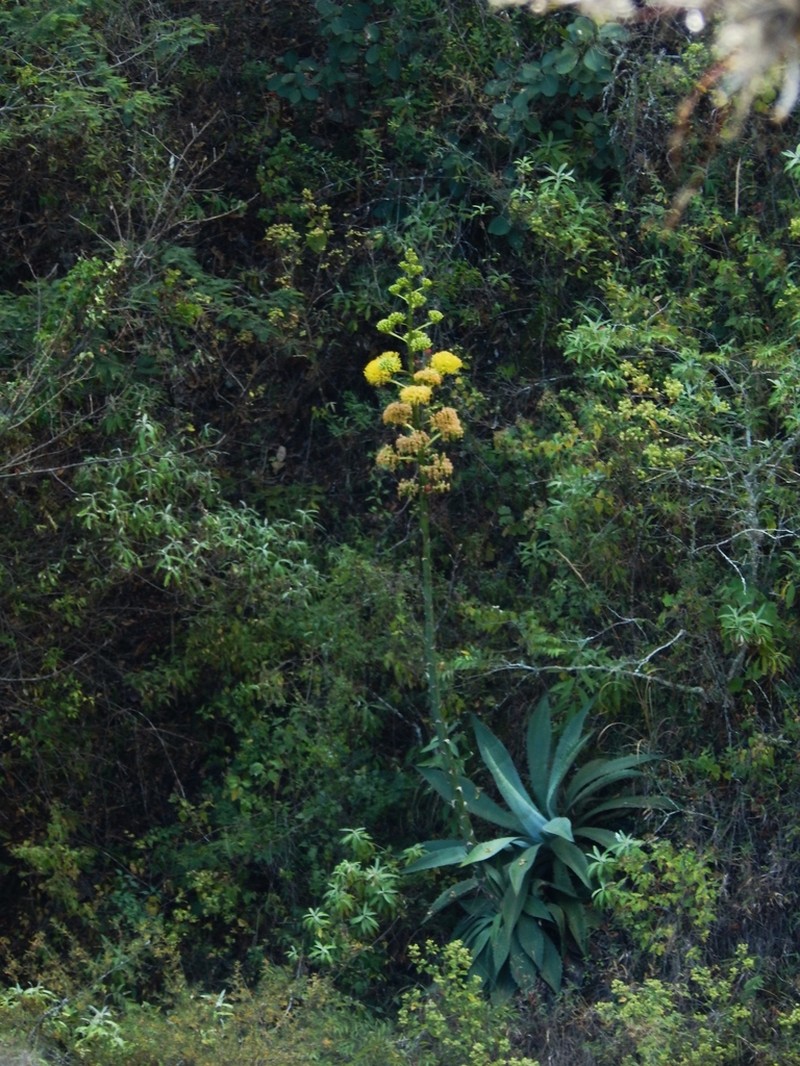 Agave pachycentra photo 3