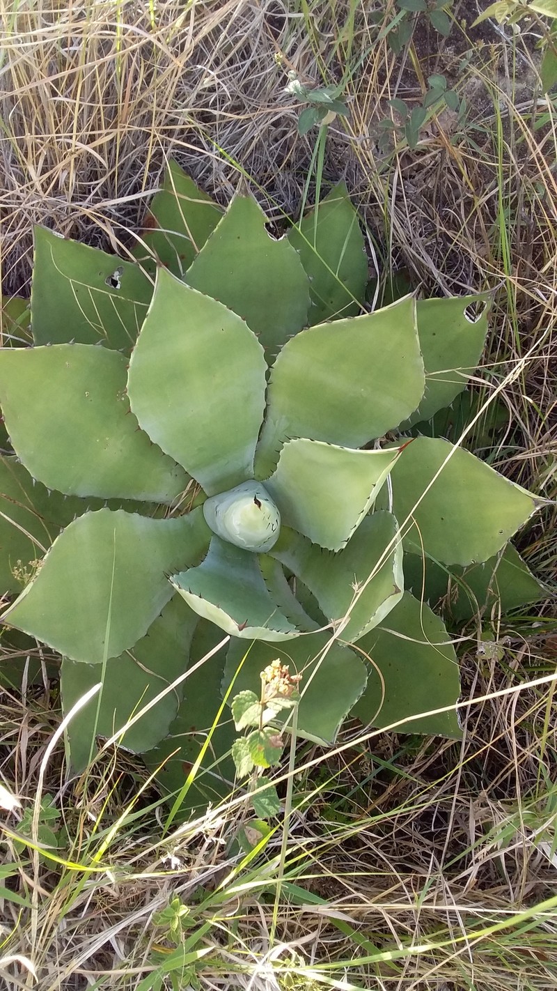 Agave pachycentra photo 5