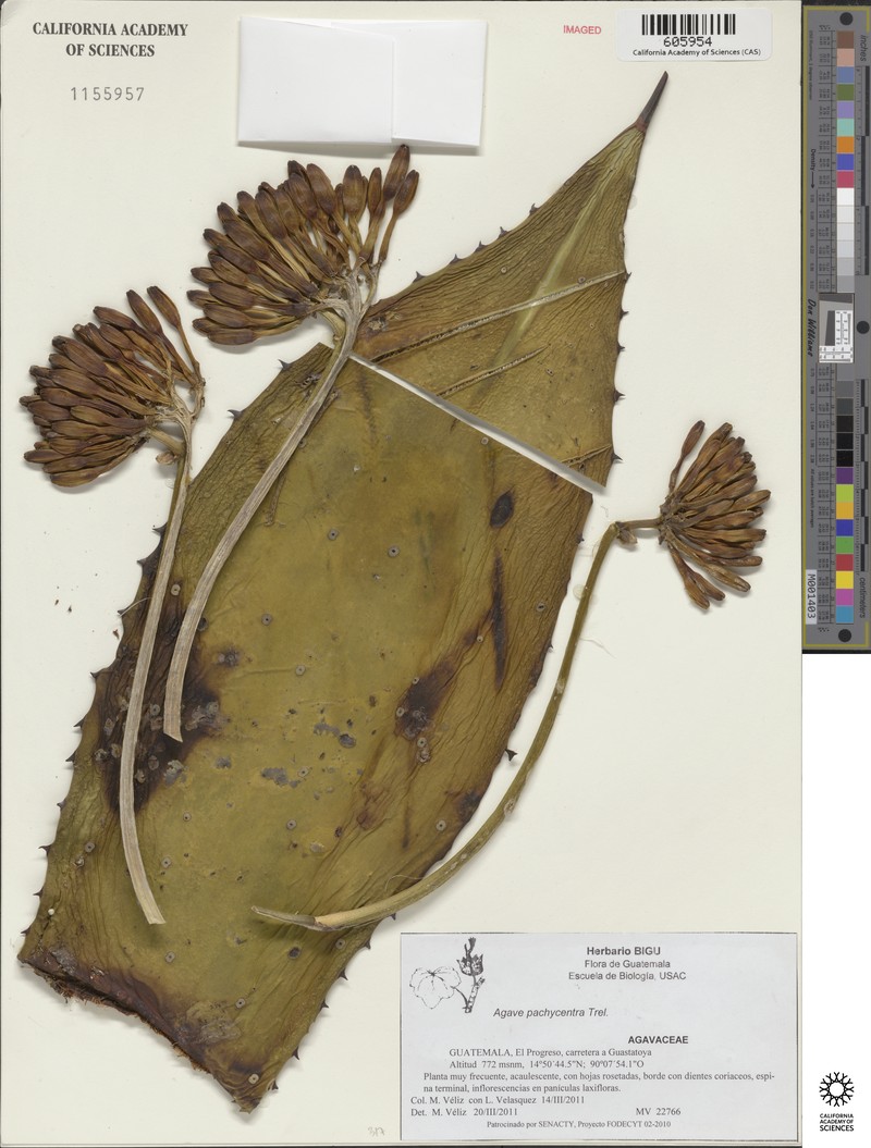 Agave pachycentra photo 7