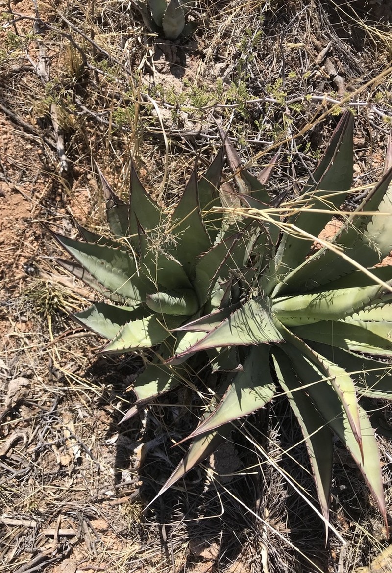 Palmer's Century Plant photo 2